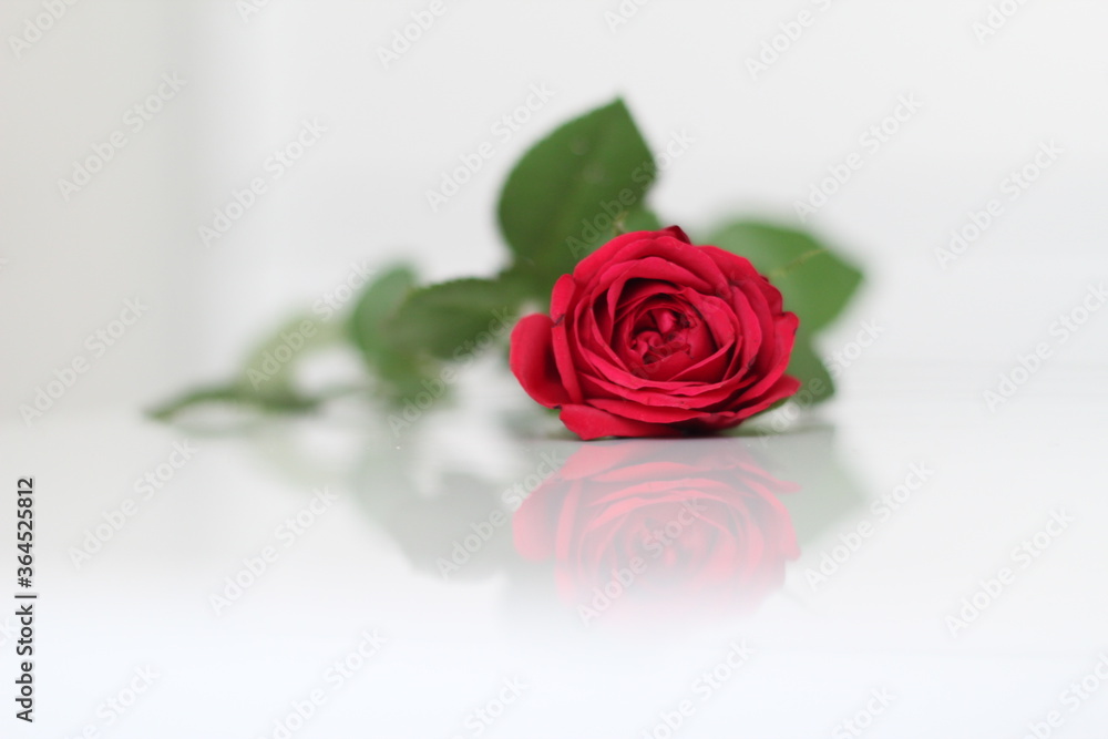 Fototapeta premium red rose on a white background