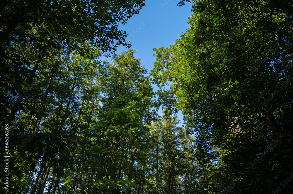 A low angle shot of the green trees in the forest A low angle shot of the green trees in the forest