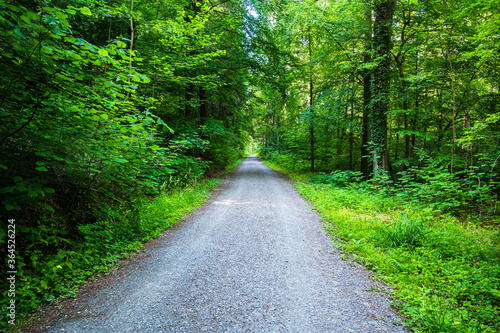 The road surrounded by green trees and grass © Matthias