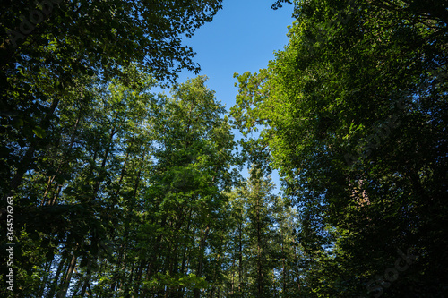 A low angle shot of the green trees in the forest