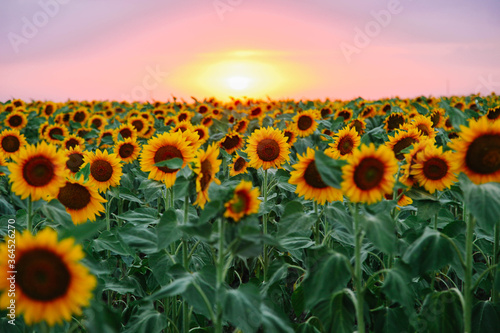 Fototapeta Naklejka Na Ścianę i Meble -  Field of young orange sunflowers