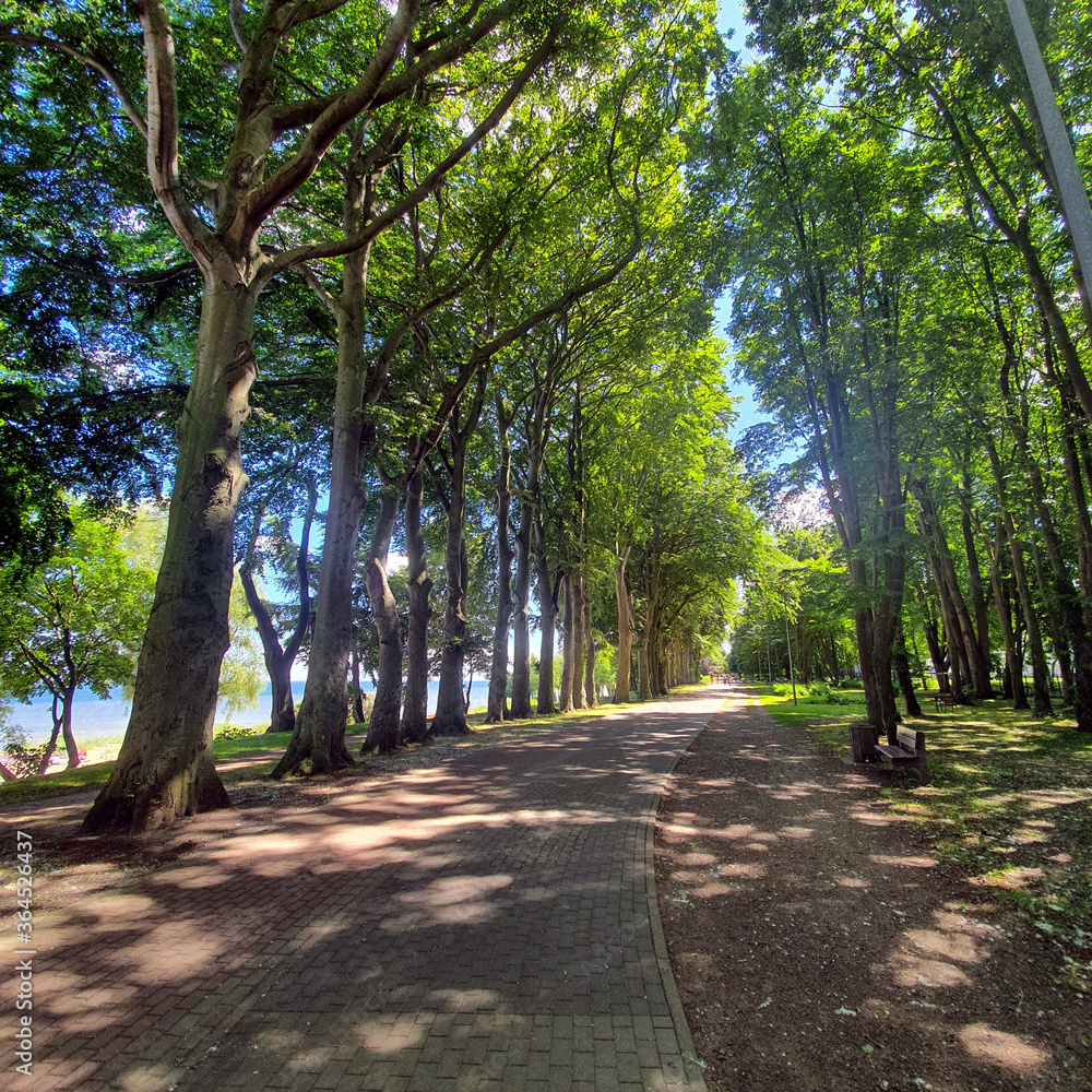 Seaside promenade and bike path among the trees