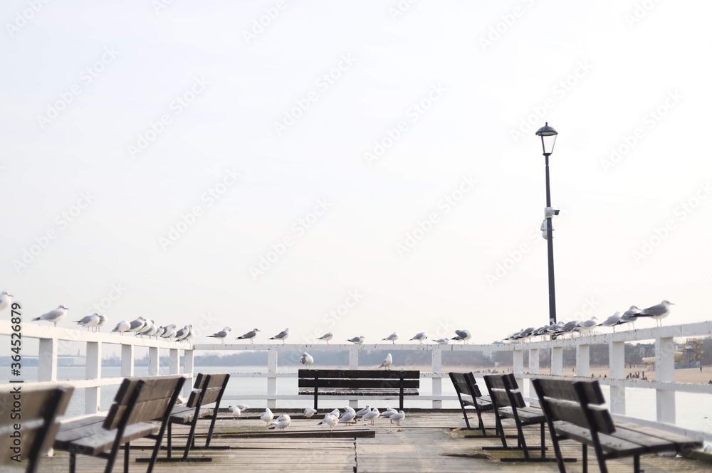 seagulls on the pier in Poland