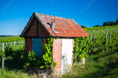 A closeup shot of a small house in a vineyard