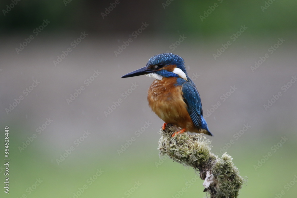 Male common kingfisher fishing from a mossy perch at the lake Male common kingfisher fishing from a mossy perch at the lake
