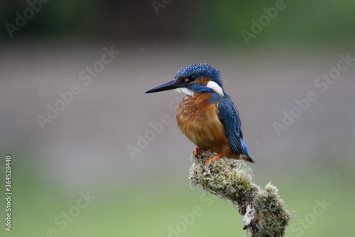 Male common kingfisher fishing from a mossy perch at the lake © Stephen