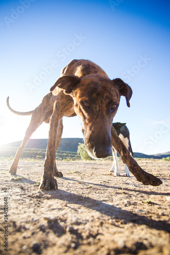 Close up wide angle view of cross bred sheepdogs in the Tankwa Karoo of South Africa © Dewald