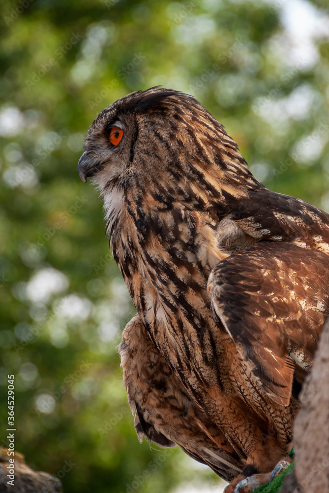 Eagle owl on a rock waiting for the falconer's call Eagle owl on a rock waiting for the falconer's call