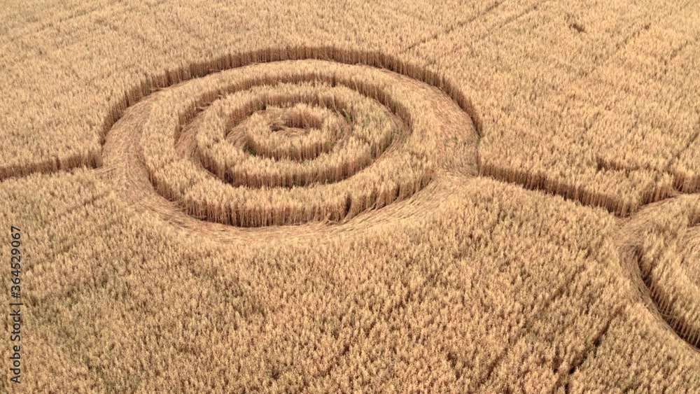 Fake UFO circles on grain crop yellow field, aerial view from drone. Round geometry shape symbols as alien signs, mystery concept Fake UFO circles on grain crop yellow field, aerial view from drone. Round geometry shape symbols as alien signs, mystery concept