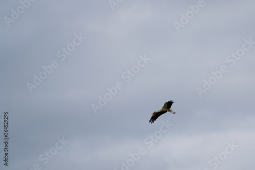 Stork flying in the air on a sunny and cloudy day