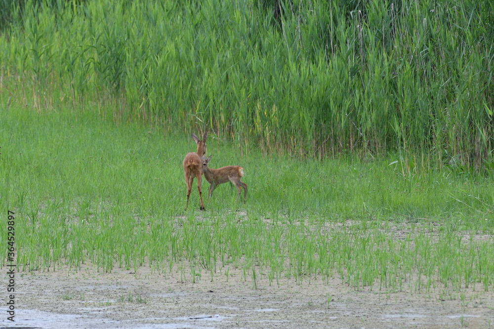 A roe deer mom and her young are jumping in a swamp by a pond A roe deer mom and her young are jumping in a swamp by a pond