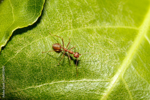 macro red ant on green leaf in nature at thailand