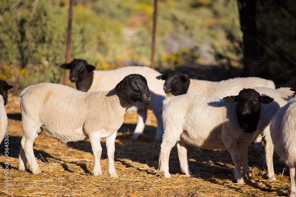 Dorper Sheep Rams on a dorper sheep stud farm in the Tankwa karoo in South Africa Dorper Sheep Rams on a dorper sheep stud farm in the Tankwa karoo in South Africa