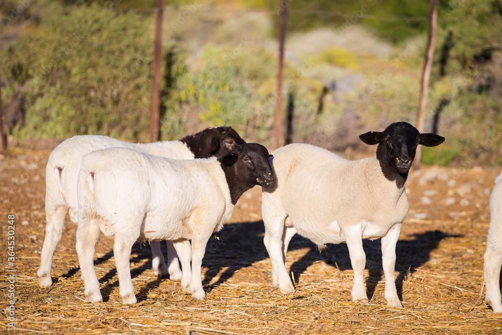 Obraz premium Dorper Sheep Rams on a dorper sheep stud farm in the Tankwa karoo in South Africa