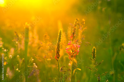 Beautiful floral background. Wild flowers in the bright rays of the setting sun.
