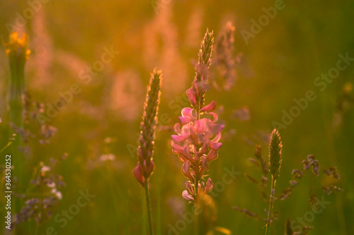 Beautiful floral background. Wild flowers in the bright rays of the setting sun.