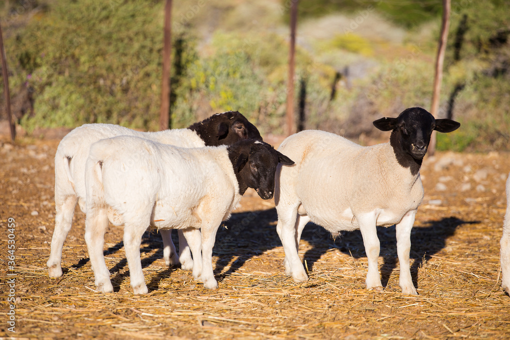 Dorper Sheep Rams on a dorper sheep stud farm in the Tankwa karoo in South Africa Dorper Sheep Rams on a dorper sheep stud farm in the Tankwa karoo in South Africa