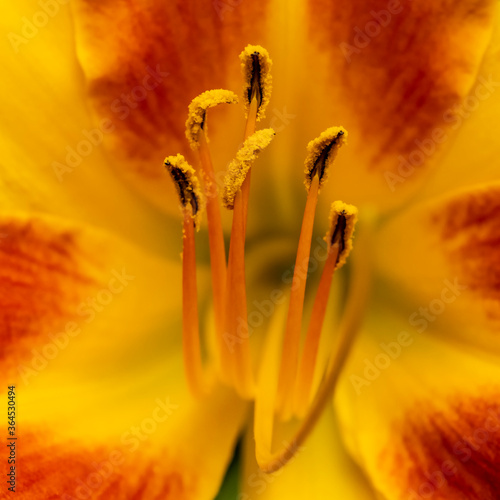 Extremely Closeup of a Day Lily Flower Revealing Its Reproductive System of Pollen and Stamens 