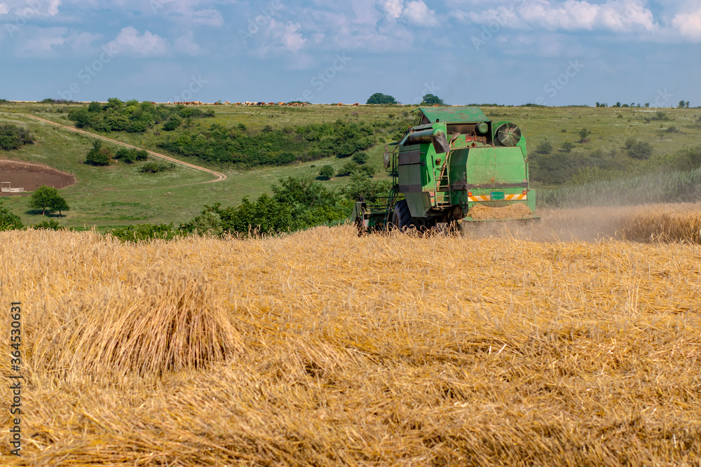 Obraz premium Rear view at combine harvester working on a wheat field. Agriculture harvesting concept. Panoramic banner.