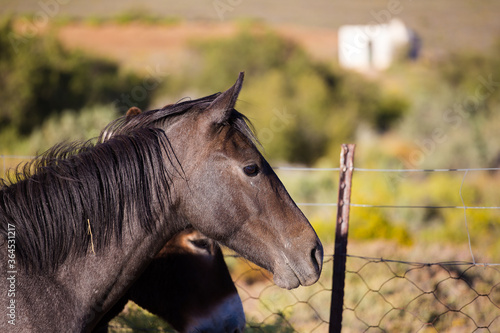 Close of a horse on a farm in the Tankwa Karoo of South Africa