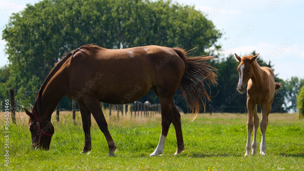 Brown baby foal horse and mother mare at the ranch eating grass Brown baby foal horse and mother mare at the ranch eating grass