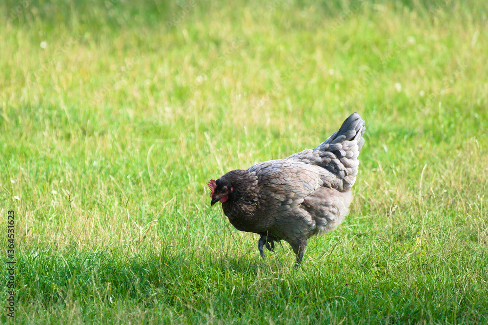 Grey chicken hen walking on grass at the farm on a sunny day