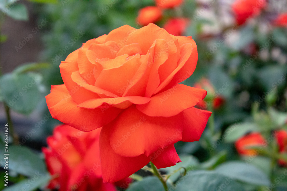 Orange color of a blossoming rose on a green background.