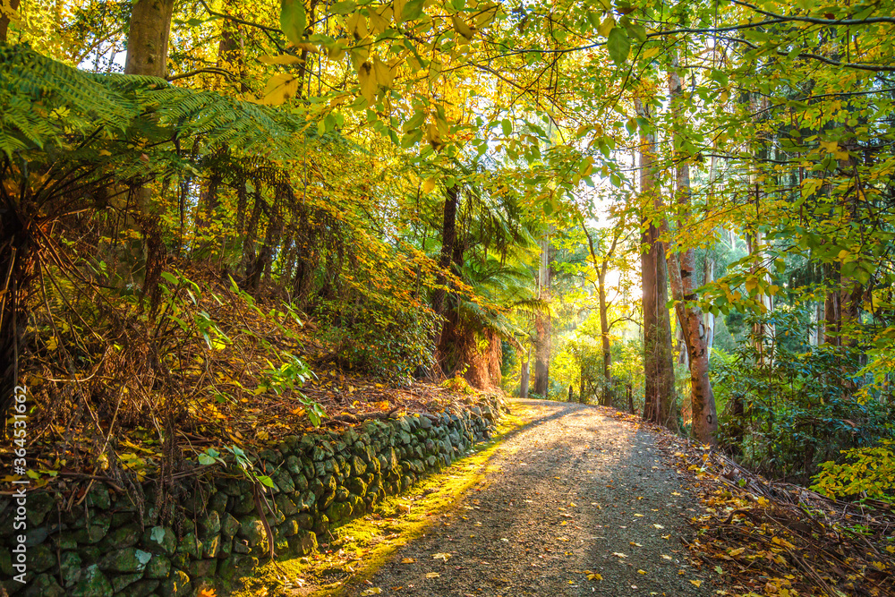 Obraz premium autumn in the forest