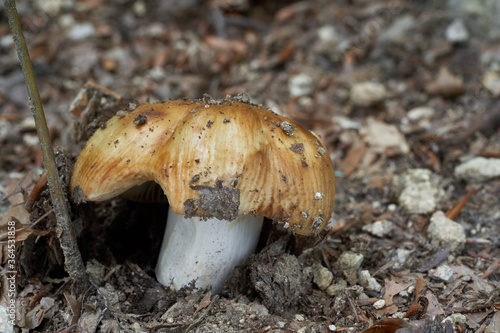 Inedible mushroom Russula foetens in the beech forest. Known as stinking russula. Wild mushroom growing in gravelly soil. photo