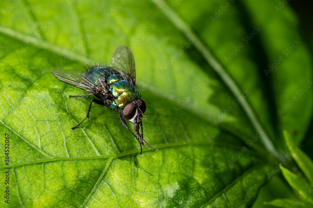Nahaufnahme einer Fliege auf grünem Blatt Nahaufnahme einer Fliege auf grünem Blatt