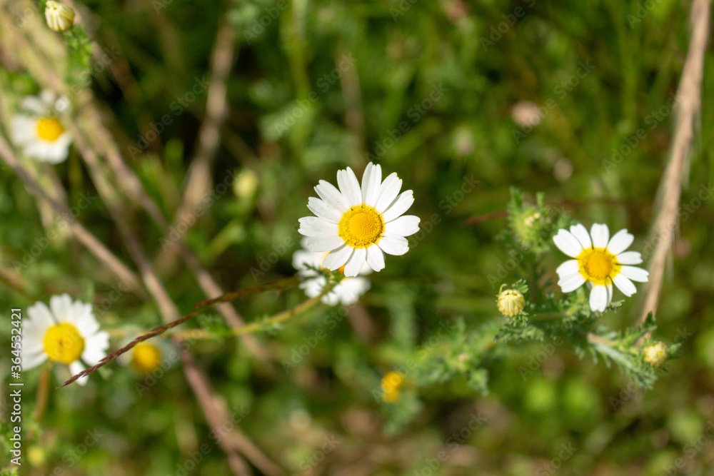 Detail of daisies in a sunny day in Viana do Castelo, Portugal. Shot during summer time. Detail of daisies in a sunny day in Viana do Castelo, Portugal. Shot during summer time.