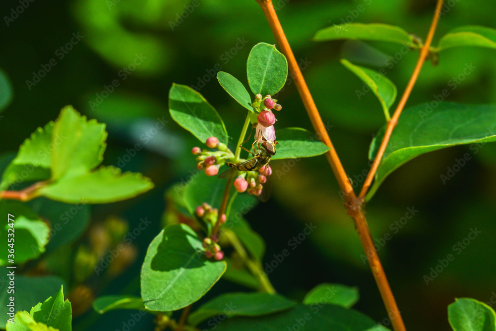 a small wasp collects pollen from a flower a small wasp collects pollen from a flower