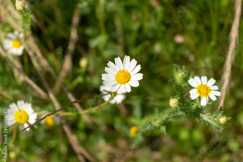 Detail of daisies in a sunny day in Viana do Castelo, Portugal. Shot during summer time. © An Instant of Time