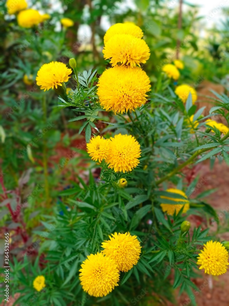 yellow flowers in the garden yellow flowers in the garden