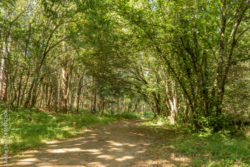 Path next to calm river in nature. Green walking trail in Alvaraes Forest next to Neiva River in Alvaraes Parish Council, Viana do Castelo, Portugal, Europe. photo