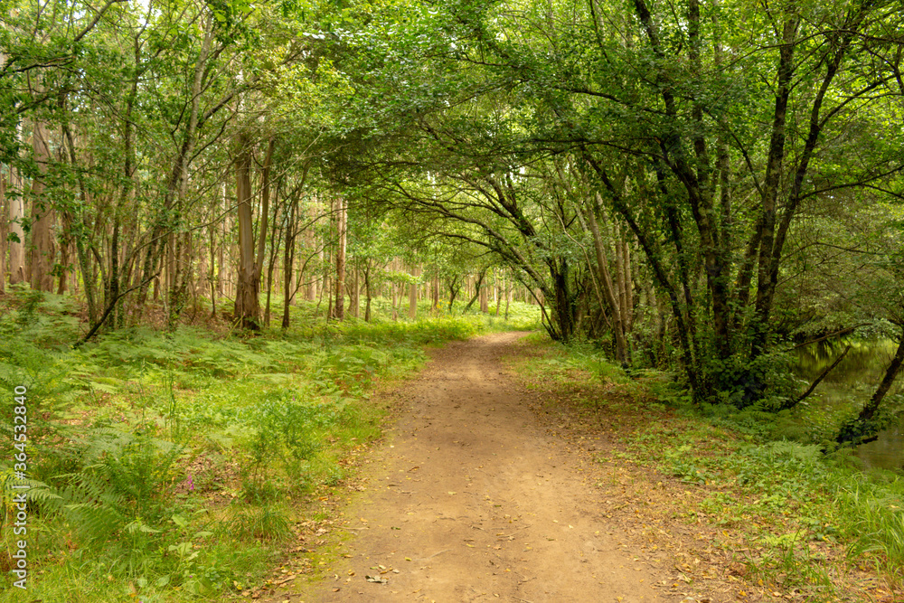 Fototapeta premium Path next to calm river in nature. Green walking trail in Alvaraes Forest next to Neiva River in Alvaraes Parish Council, Viana do Castelo, Portugal, Europe.