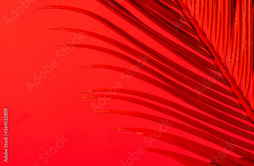 Tropical palm leaves neon color close up pink red branch