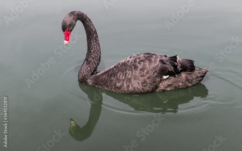Fototapeta Naklejka Na Ścianę i Meble -  Side view of a floating black swan with red beak mirrored in calm water of a pond. Focus on the head