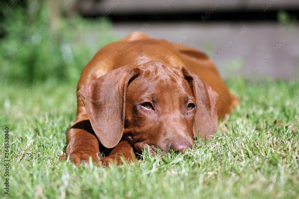 rhodesian ridgeback puppy in green grass rhodesian ridgeback puppy in green grass