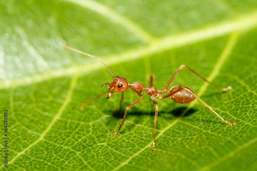 Close up red ant on green leaf in nature at thailand Close up red ant on green leaf in nature at thailand