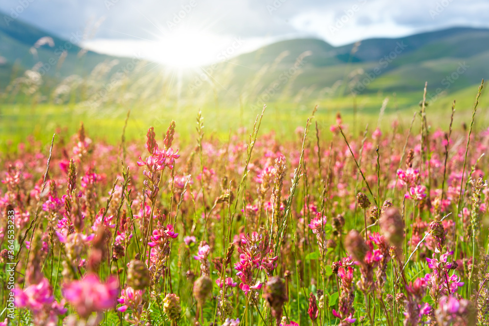 Field of pink wild flowers in summer