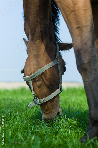 Close view of the head of a horse with halter with a twisted neck so that you look at the lower jaw. The horse is grazing in a fresh green pasture with a blue sky. Seen from low perspective