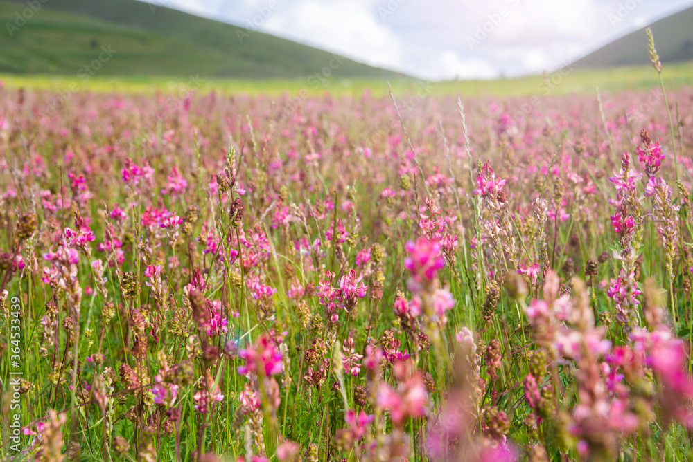 Field of pink wild flowers in summer