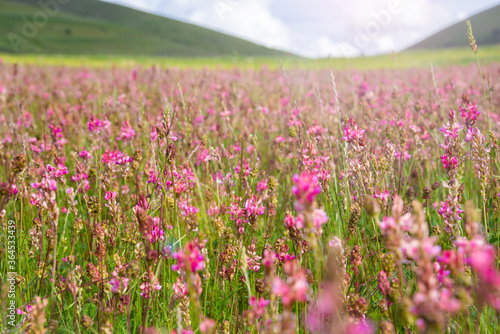 Field of pink wild flowers in summer