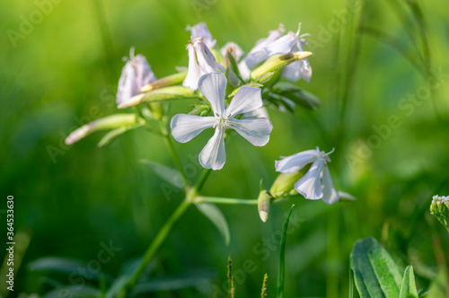 Saponaria officinalis white flowering soapweed flowers, wild uncultivated plant in bloom