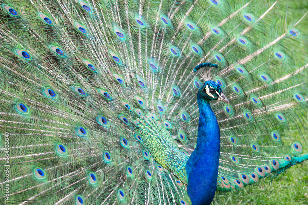 Obraz premium Beautiful and spectacular close up detail portrait of a peacock with plumage spread out showing many colors like blue and green 