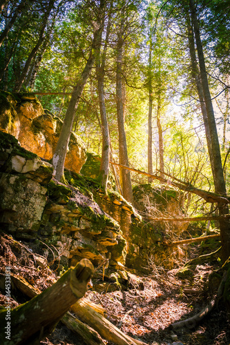 Interior view of a forest in Flowerpot Island in Ontario