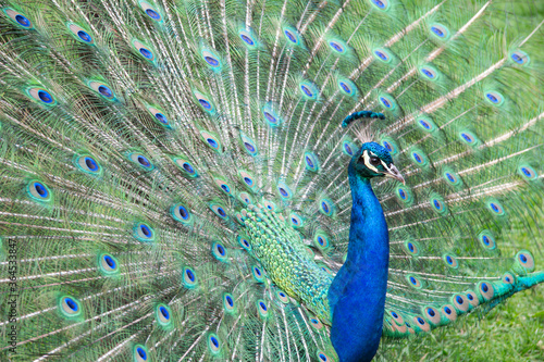 Beautiful and spectacular close up detail portrait of a peacock with plumage spread out showing many colors like blue and green 