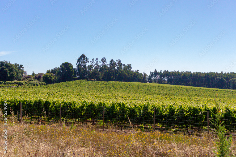 Rows of green vineyards growing in the agricultural lands of Esmeriz, Famalicao, Minho Region. Minho is the biggest wine producing region in Portugal.