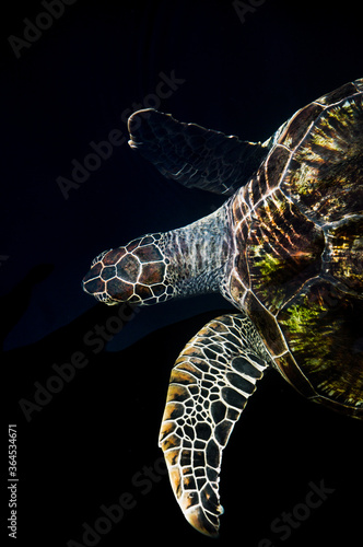 sea turtle black isolated